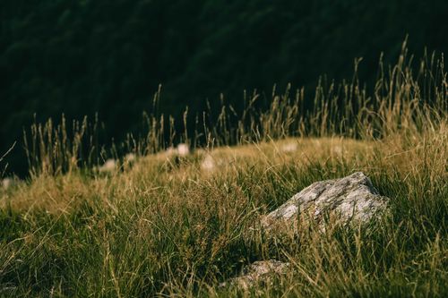 Free Peaceful grassy field with rocks under a dark sky, capturing the essence of nature's tranquility. Stock Photo
