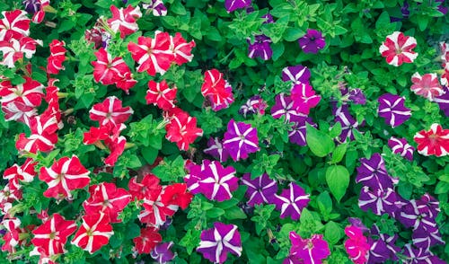 Ingyenes stockfotó a természet szépsége, gyönyörű virágok, kert témában
