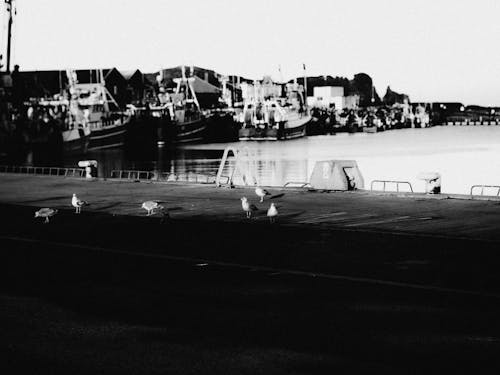 Grayscale Photo of Birds on Pavement