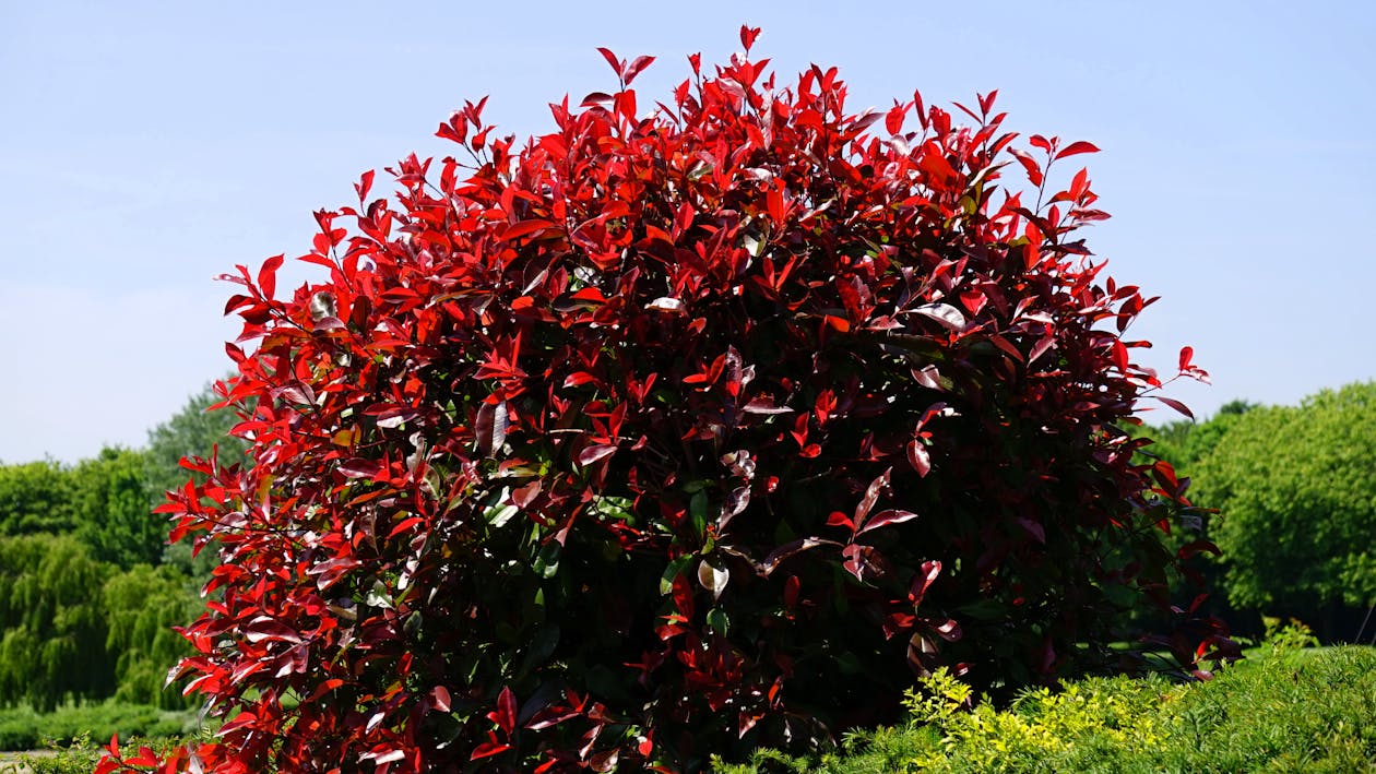 Planta De Folhas Vermelhas Rodeada De árvores · Foto profissional gratuita