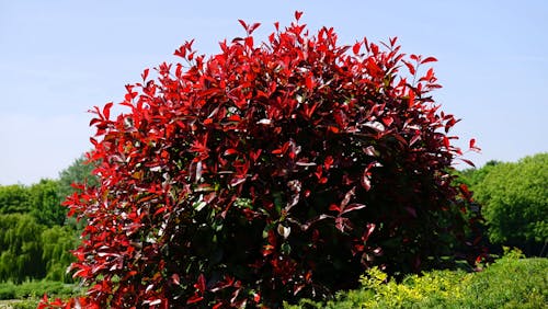 Free Red Leafed Plant Surrounded With Trees Stock Photo