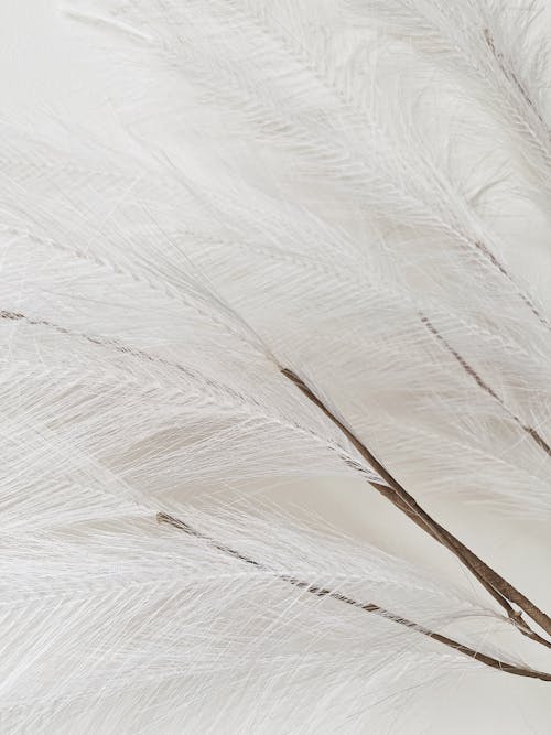 Close-Up Photograph of White Feathers