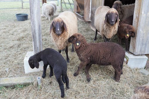 Fotobanka s bezplatnými fotkami na tému čierna ovca, črieda, farma