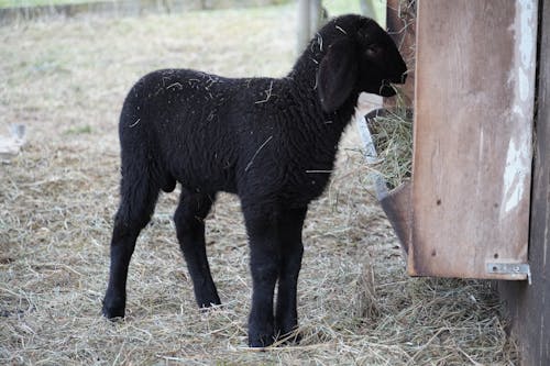 Black Lamb Eating Grass