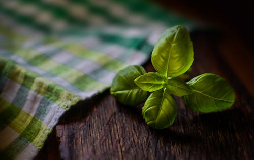 Shallow Focus Photography of Green Leaves