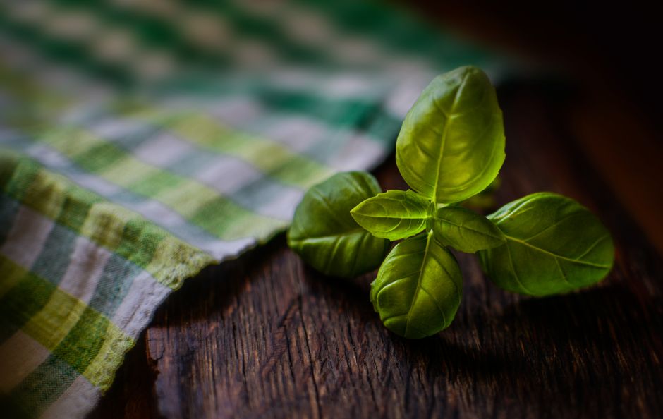 Basil