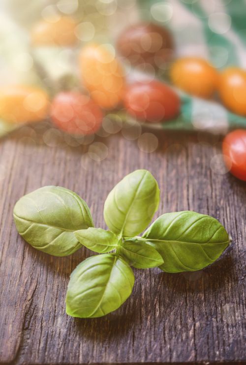 Free Close-up of vibrant green basil leaves on a wooden table with blurred tomatoes in background. Stock Photo