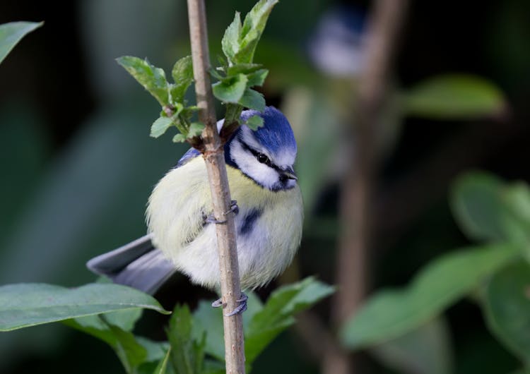 Close Up Shot Of Eurasian Blue Tit