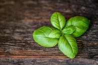 质朴的木制背景上，充满活力的绿色罗勒叶顶视图，适合完美的烹饪用途