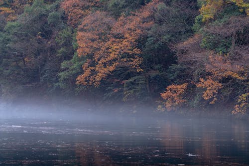 Foto profissional grátis de árvores, enevoado, floresta