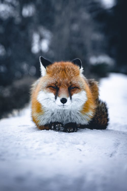Brown and White Fox on Snow Covered Ground