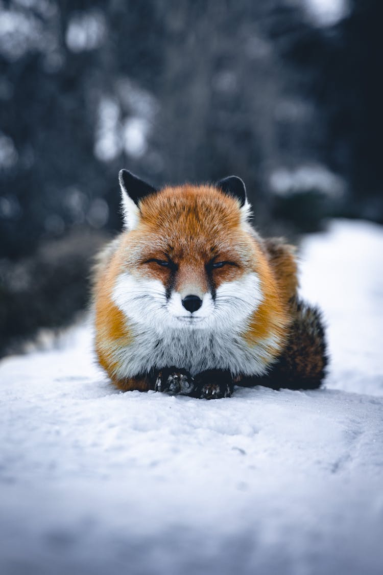 Portrait Of Fox