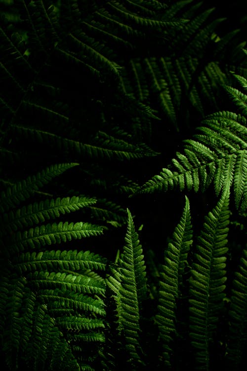 Close-up of Green Fern Plants