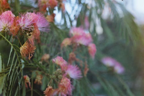 含羞草樹, 波斯絲綢樹, 特寫 的 免費圖庫相片
