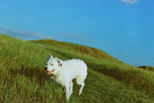 35mm 夏季, 35m膠卷, 35毫米 的 免費圖庫相片