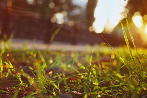 Close Up Shot of a Green Grass