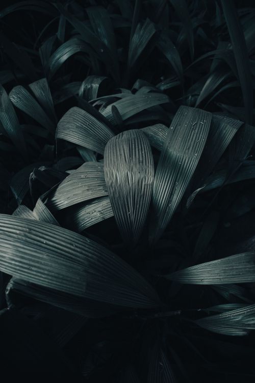Free Explore the intricate textures of lush, dark green leaves in this moody close-up shot, perfect for nature lovers. Stock Photo