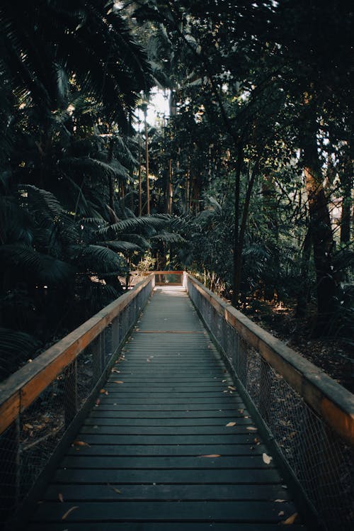 Wooden Boardwalk in Between Trees