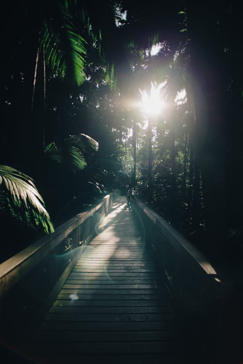 A Paved Pathway in the Forest