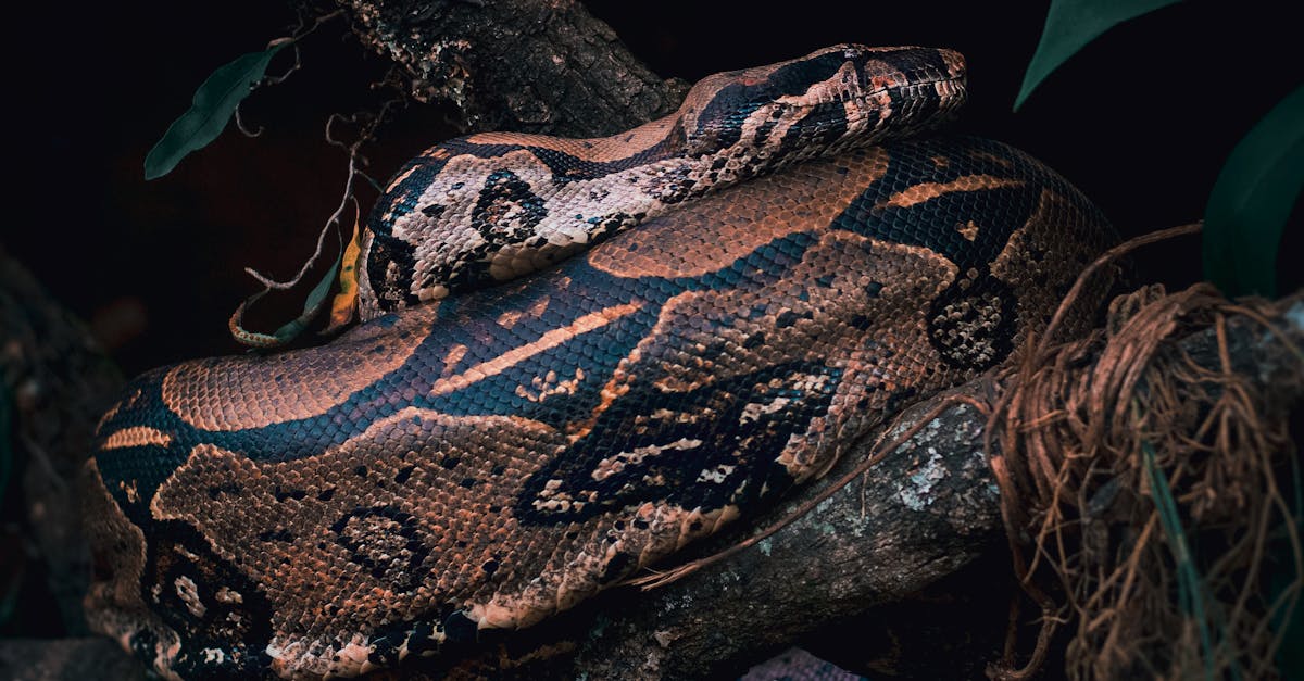 How fast do snakes produce venom