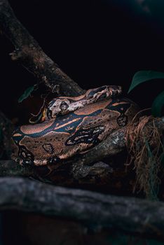 snake photo