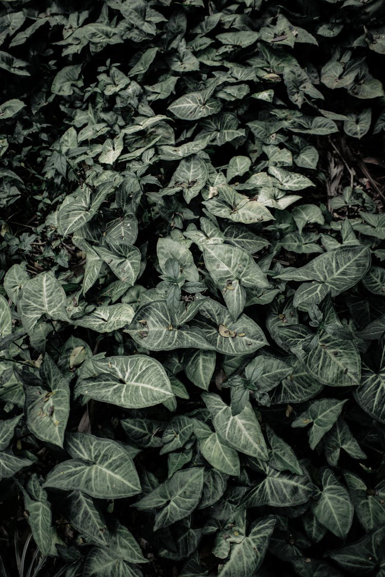Arrowhead Plants Photo