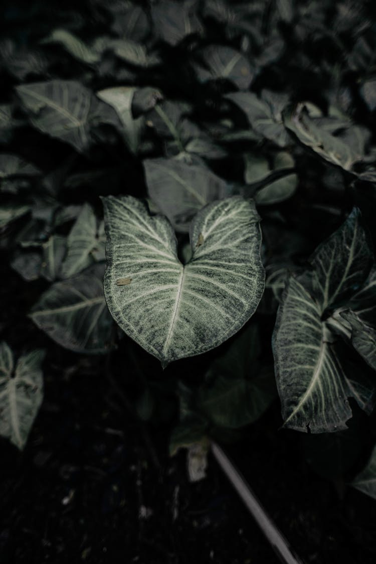 Close-up Of Green Syngonium Leaf