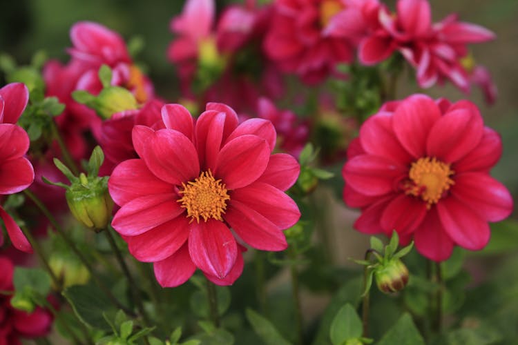 Close-up Of Pink Dahlia Pinnata Flowers