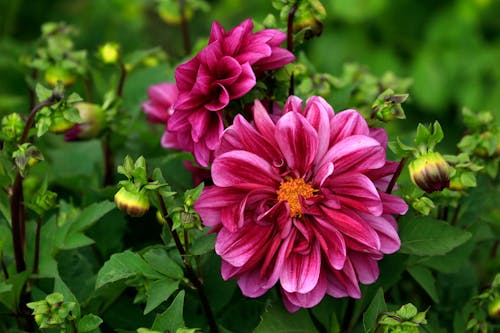 ダリア, ダリア・ピンナータ, ピンクの花の無料の写真素材