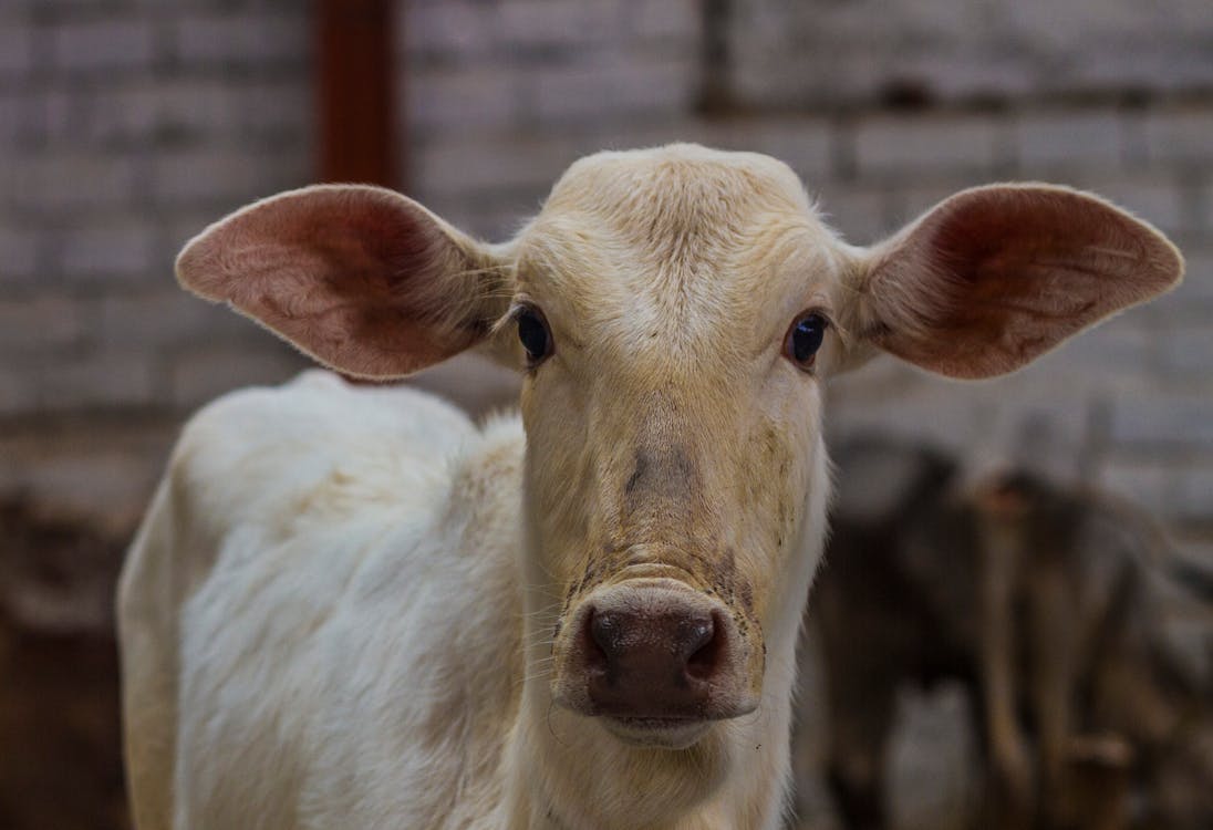 White Cow in Close Up Photography