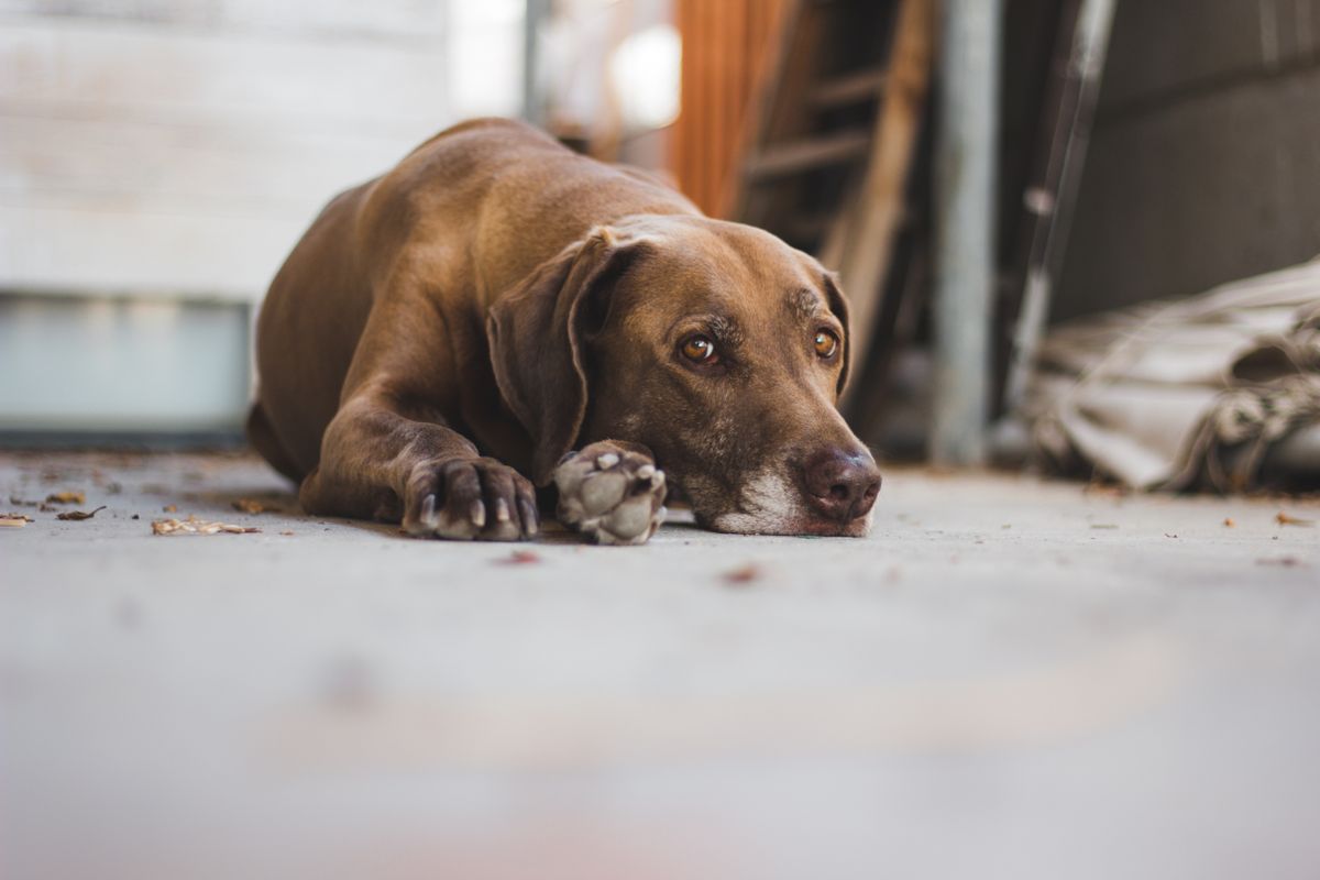Emergency Vet Cost Australia 2026: $195–$335 Consult + Tests
