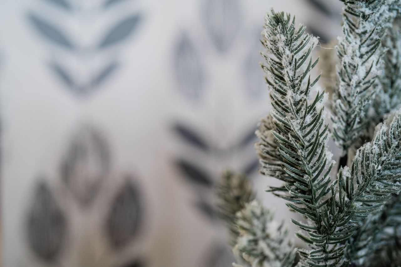close up of frosted conifer branches with a blurred background evoking