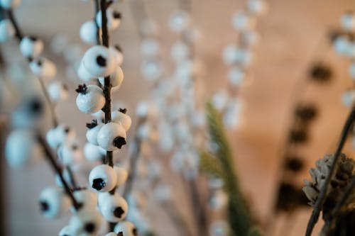 Close-up of Twigs with White Berries 