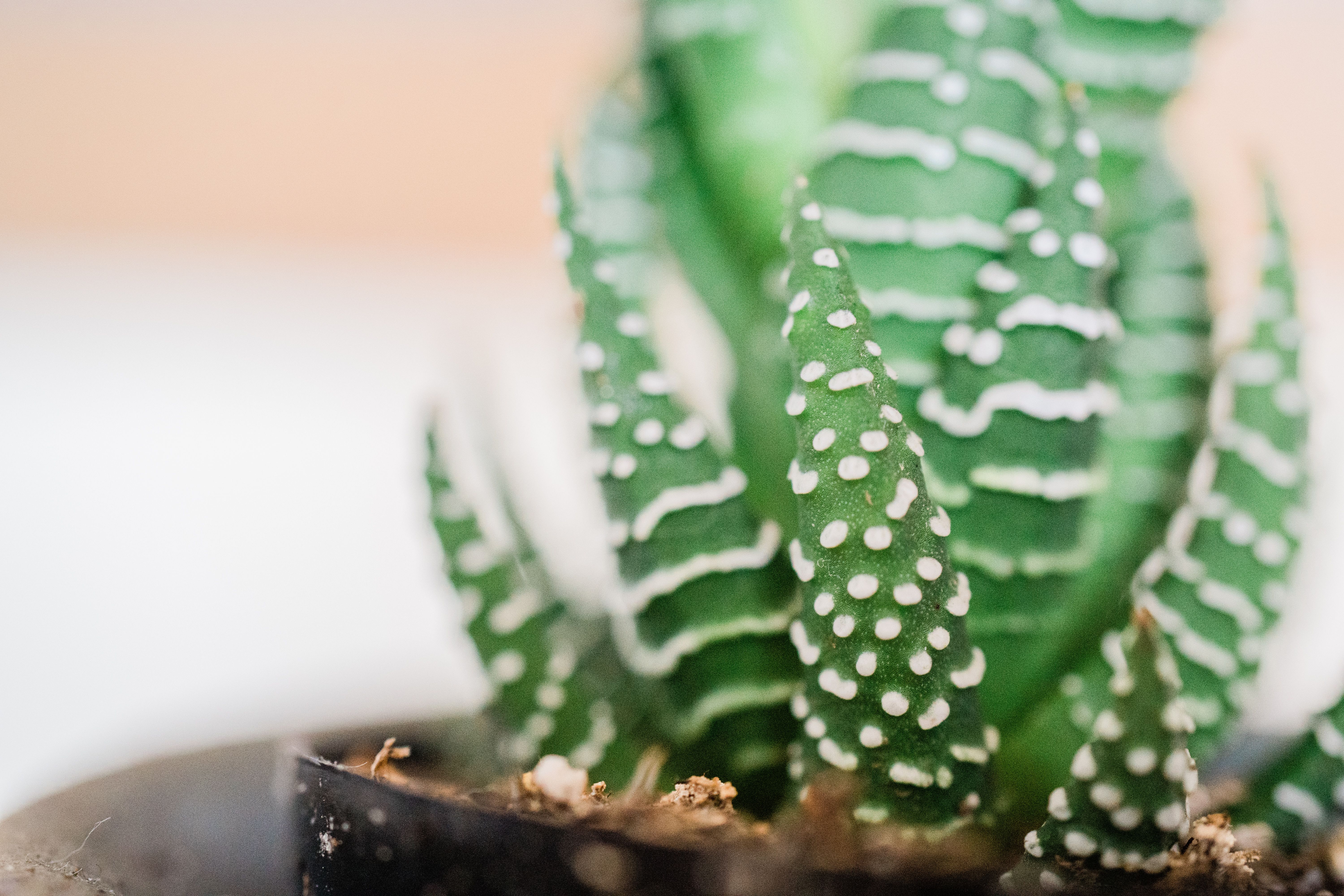 Haworthia Maughanii