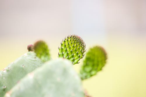 Green Cactus Plant in Close-Up Photography