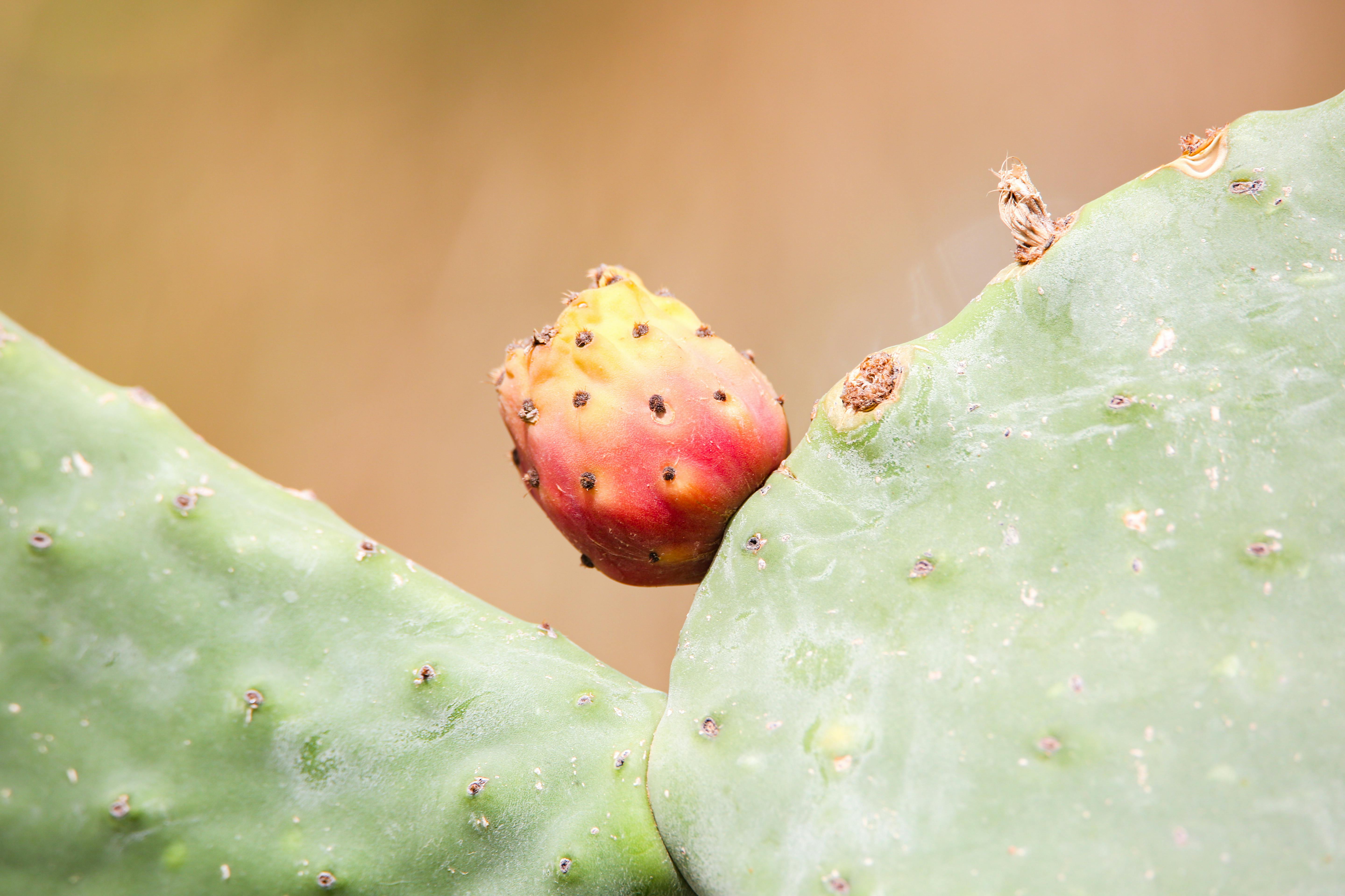 1,924+ Best Free Prickly pear Stock Photos & Images · 100 RoyaltyFree
