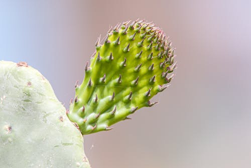 Free Green Cactus in Close-Up Photography Stock Photo