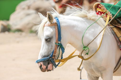 Gratis Fotos de stock gratuitas de animal, blanco, caballería Foto de stock