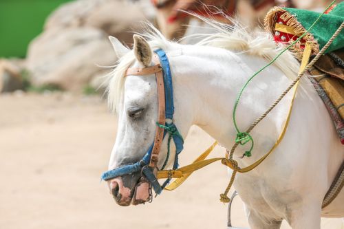 Free Close-up portrait of a white horse in colorful tack under bright sunlight outdoors. Stock Photo