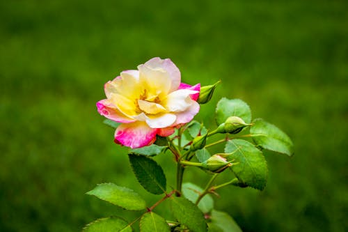 Free Pink and Yellow Rose in Bloom Stock Photo