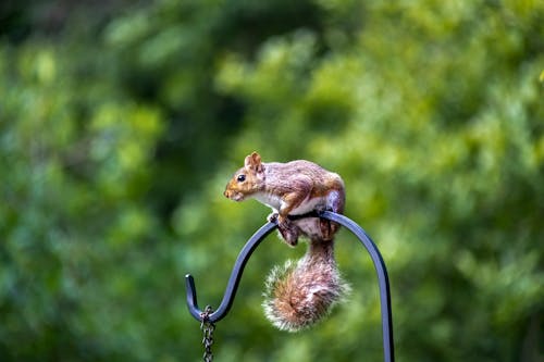 Brown Squirrel on Black Metal Bar