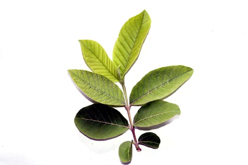 Бесплатное стоковое фото с гуайява, зеленые листья гуавы, листья гуавы
