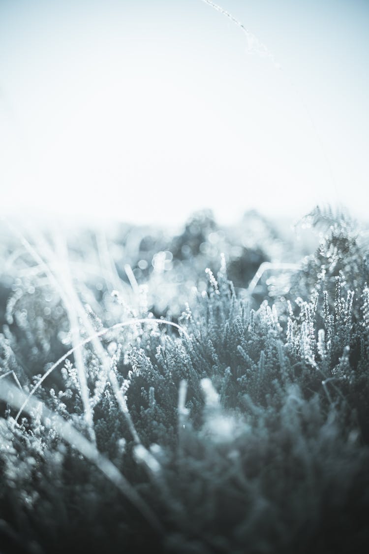 Photograph Of Frosty Plant Leaves