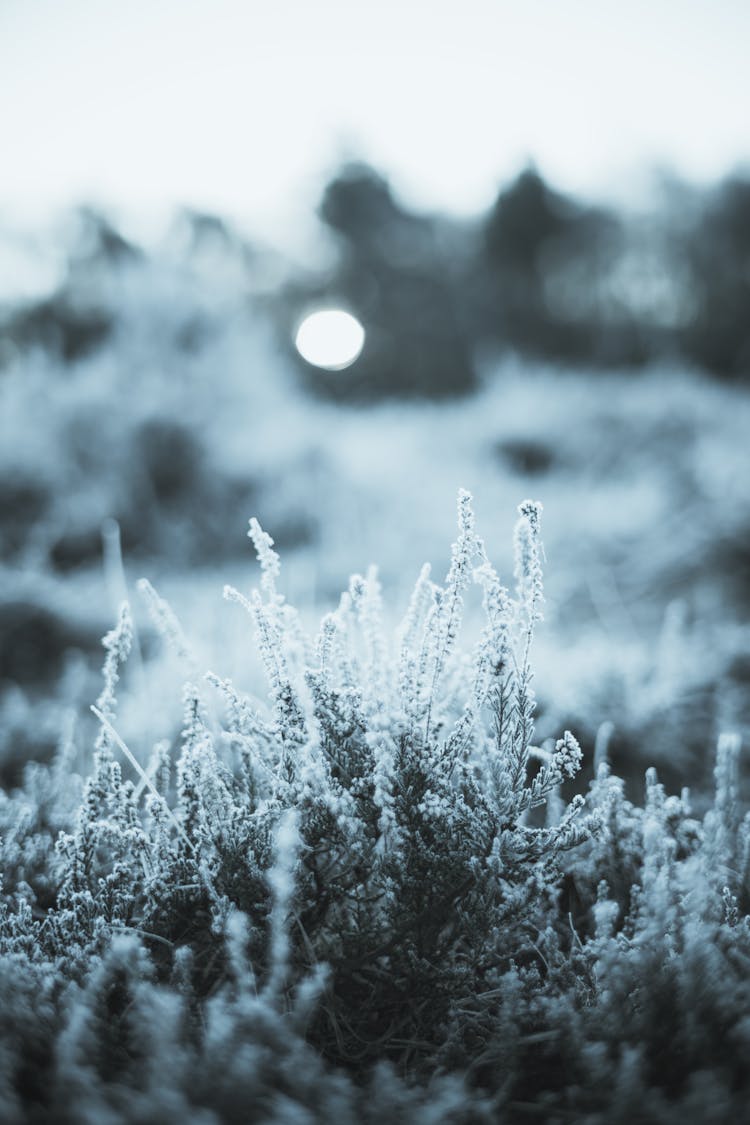 Photo Of Frosty Plant Leaves