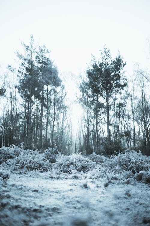 Kostnadsfria Kostnadsfri bild av skog, snö, trä Stock foto