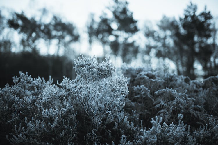 Photograph Of Frosty Leaves