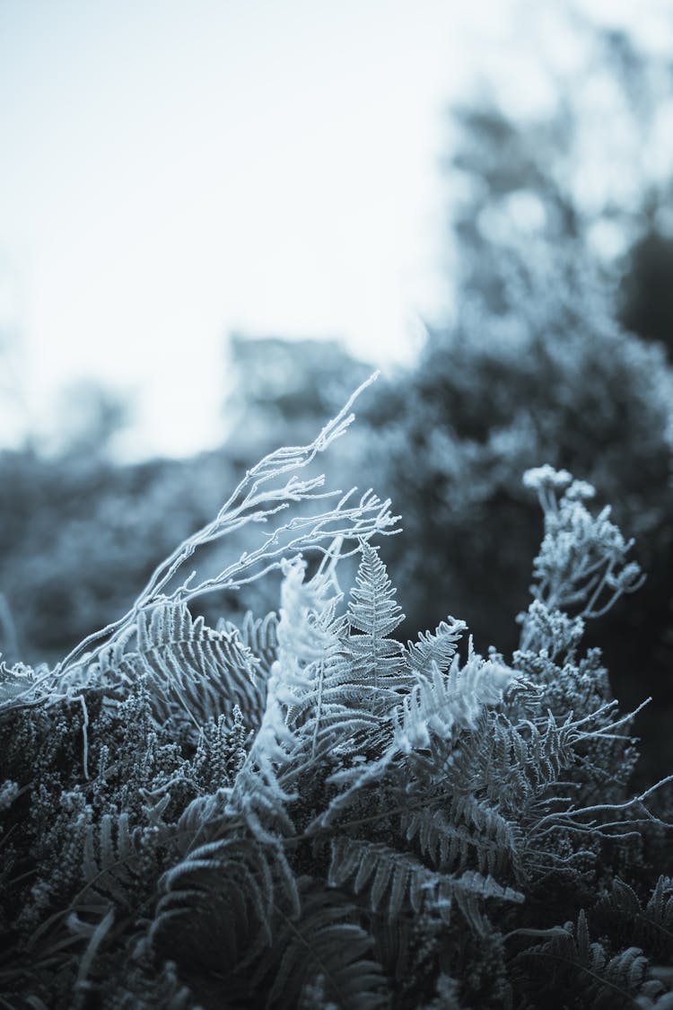 Photograph Of Frosty Plant Leaves