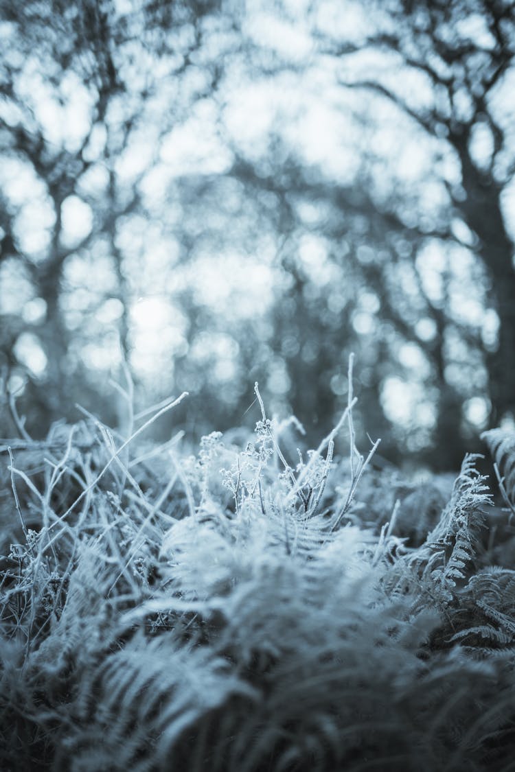 Photo Of Plants With Frost