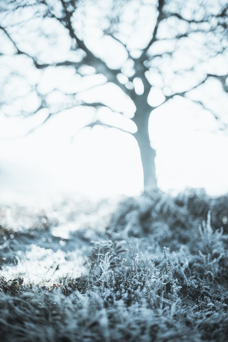 Photo Of Frosty Leaves