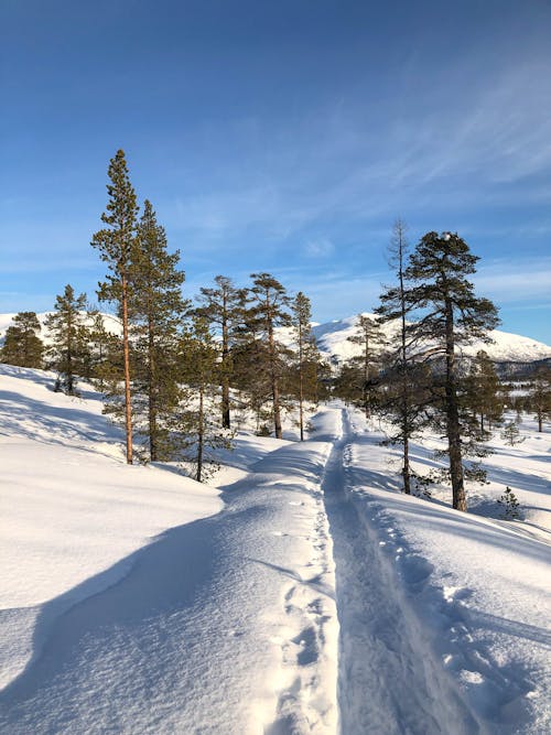 Photograph of a Snow Path Near Fir Trees